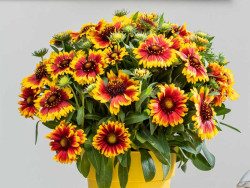 Gailardia 'Guapa Flamenco Bicolour' - sadzonki P9 | Byliny Farm