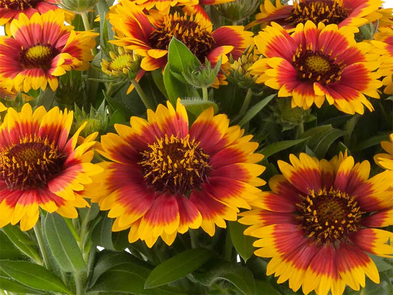 Gailardia 'Guapa Flamenco Bicolour' - sadzonki P9 | Byliny Farm