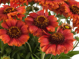 Gailardia 'Guapa Red' - sadzonki P9 | Byliny Farm
