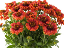 Gailardia 'Guapa Red' - sadzonki P9 | Byliny Farm