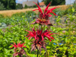 Pysznogłówka 'Cambridge Scarlet' - sadzonki P9 | Byliny Farm