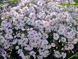Płomyk szydlasty 'Amazing Grace' - sadzonki P9 | Byliny Farm