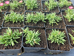 Delosperma 'Ice Cream Fuchsia' - sadzonki w doniczkach z góry