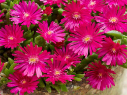 Delosperma 'Ice Cream Fuchsia' - sadzonki P9 | Byliny Farm