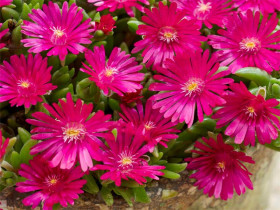Delosperma 'Ice Cream Fuchsia' - sadzonki P9 | Byliny Farm