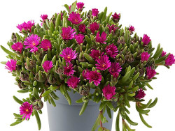 Delosperma 'Ice Cream Fuchsia' - roślina w szarej donicy na białym tle