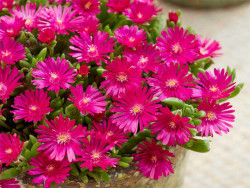 Delosperma 'Ice Cream Fuchsia' - kwiaty przewieszające się przez brzeg donicy