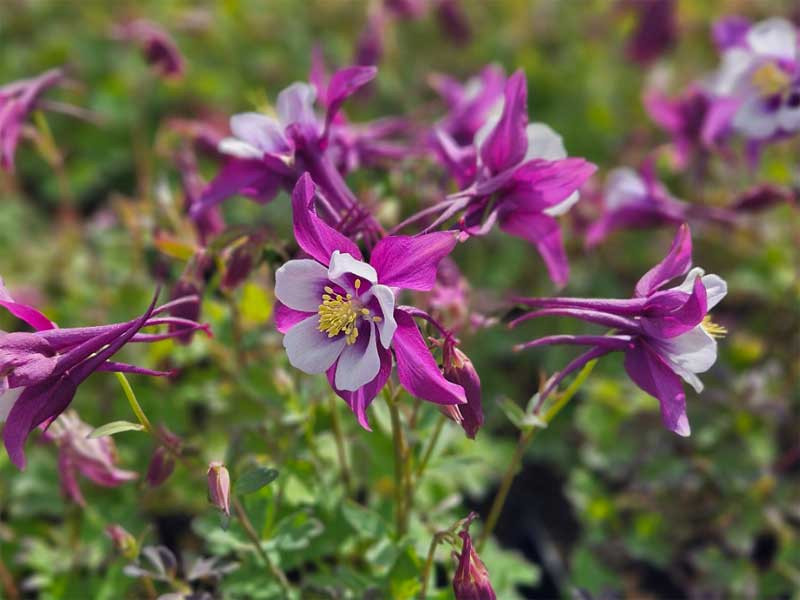 Orlik błękitny 'Earlybird Purple White' - sadzonki | Byliny Farm