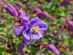 Orlik 'Earlybird Purple Blue' - rozwinięty kwiat i pąki z ostrogami