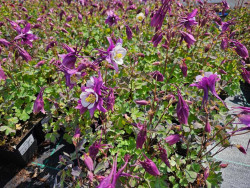 Orlik błękitny 'Earlybird Purple White' - sadzonki | Byliny Farm
