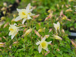Orlik błękitny 'Earlybird Yellow' - sadzonki P9 | Byliny Farm