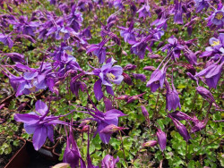 Orlik 'Earlybird Purple Blue' - kwitnące rośliny w doniczkach