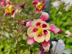 Orlik błękitny 'Earlybird Red Yellow' - sadzonki P9 | Byliny Farm