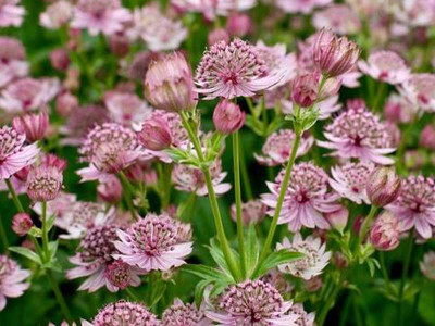Jarzmianka 'Pink Button' - sadzonki C0,7 | Byliny Farm