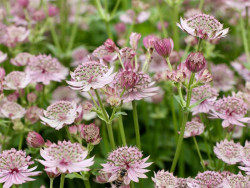 Jarzmianka 'Pink Button' - sadzonki C0,7 | Byliny Farm