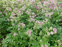Jarzmianka 'Pink Button' - sadzonki C0,7 | Byliny Farm