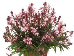 Gaura 'Graceful Light Pink' - sadzonki P9 | Byliny Farm