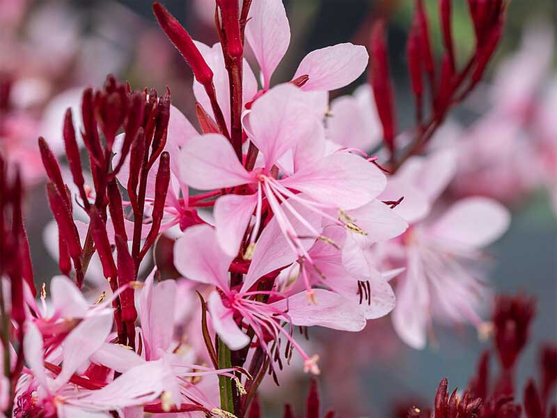 Gaura 'Graceful Light Pink' - sadzonki P9 | Byliny Farm