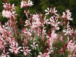 Gaura 'Graceful Light Pink' - sadzonki P9 | Byliny Farm