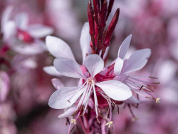 Gaura 'Graceful Light Pink' - sadzonki P9 | Byliny Farm