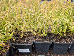 Macierzanka cytrynowa 'Lemon Variegata' - sadzonki P9 | Byliny Farm