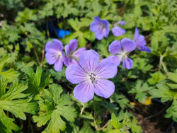 Bodziszek himalajski 'Baby Blue' - sadzonki | Byliny Farm