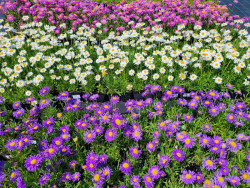 Aster alpejski 'Happy End' - sadzonki P9 | Byliny Farm
