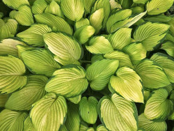 Funkia 'Gold Standard' - sadzonki C0,7 | Byliny Farm