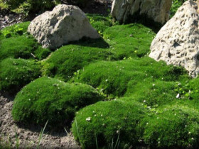Karmnik ościsty 'Green Moss' - sadzonki P9 | Byliny Farm