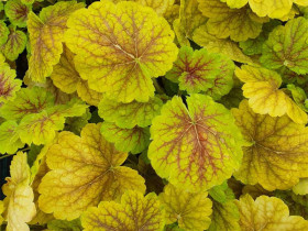 Żurawka 'Northern Exposure Sienna' - sadzonki C0,7 | Byliny Farm