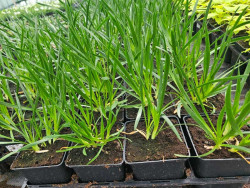 Czosnek 'Millenium' - sadzonki 1L | Byliny Farm