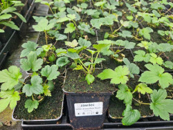 Zawilec 'Garden Breeze Pink Touch' - sadzonki | Byliny Farm