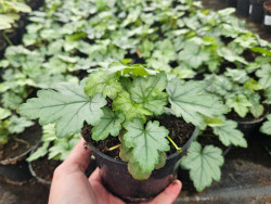 Żuraweczka 'White Revolution' - sadzonki C0,7 | Byliny Farm