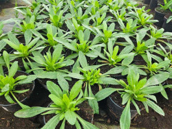 Złocień 'Luna' - sadzonki C0,7 | Byliny Farm