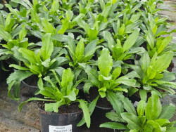Złocień 'Sweet Daisy Shelly' - sadzonki C0,7 | Byliny Farm