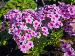Płomyk wiechowaty 'Early Lavender Pop' - sadzonki | Byliny Farm