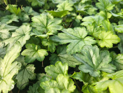 Żuraweczka 'White Revolution' - sadzonki C0,7 | Byliny Farm