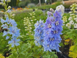 Ostróżka 'Magic Fountain Sky Blue White Bee' - sadzonki | Byliny Farm