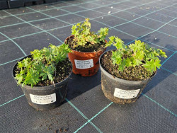 Bodziszek czerwony 'Vision Violet' - sadzonki | Byliny Farm