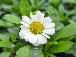 Złocień 'Sweet Daisy Shelly' - sadzonki | Byliny Farm