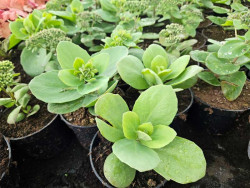 Rozchodnik 'Thunderhead' - sadzonki C0,7 | Byliny Farm