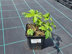 Bodziszek himalajski 'Baby Blue' - sadzonki | Byliny Farm
