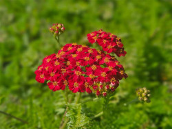 Krwawnik 'Desert Eve Red' - sadzonki P9 | Byliny Farm