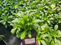 Złocień 'Sweet Daisy Shelly' - sadzonki | Byliny Farm