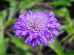 Driakiew 'Butterfly Blue' - sadzonki P9 | Byliny Farm