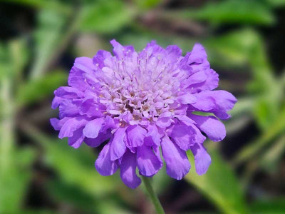 Driakiew 'Butterfly Blue' - sadzonki P9 | Byliny Farm