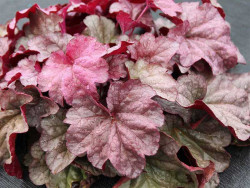 Żurawka 'Iridescent' - sadzonki C0,7 | Byliny Farm
