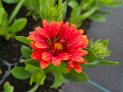 Gailardia 'Guapa Red' - sadzonki P9 | Byliny Farm