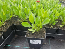 Gailardia 'Guapa Red' - sadzonki P9 | Byliny Farm