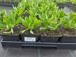 Gailardia 'Guapa Flamenco Bicolour' - sadzonki P9 | Byliny Farm